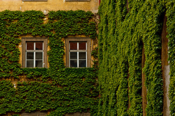 Fototapeta na wymiar The stone wall and high windows are completely overgrown with bright green wild vine and ivy. The stone wall is covered with green ivy. Texture, background for postcards or advertising.