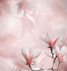 Closeup of blooming magnolia tree in spring on pastel bokeh background.