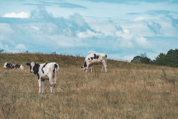 Polish cow on the field in masuria (Mazury) land
