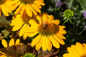 Rudbekia Yellow Daisy flowers in ornamental garden