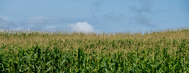 Fresh corn field and blue sky