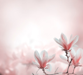 Closeup of blooming magnolia tree in spring on pastel bokeh background. - obrazy, fototapety, plakaty