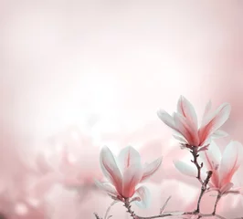 Poster Close-up van bloeiende magnoliaboom in het voorjaar op pastel bokeh achtergrond. © hitdelight