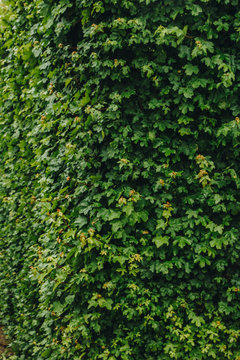 green ivy leaves covered the wall. Background of natural wood fence for design artwork. advertising, postcard. © Yuliia