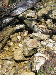 Stream among stones and dry twigs