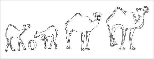 Contour image of four camels on a walk