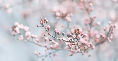 Wall murals Window decoration trends Closeup of spring pastel blooming flower in orchard. Macro cherry blossom tree branch.