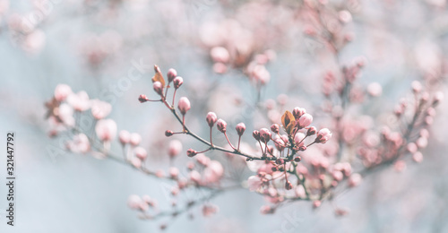 Closeup of spring pastel blooming flower in orchard. Macro cherry blossom tree branch.