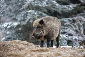 Eine Bache in der Seitenansicht vor verschneiten Tannen