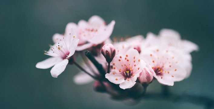 Closeup of spring blossom flower on dark bokeh background. Macro cherry blossom tree branch.