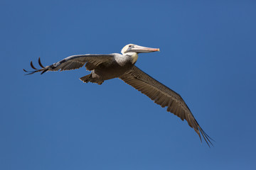Fototapeta na wymiar flying american pelican in front of dark blue sky