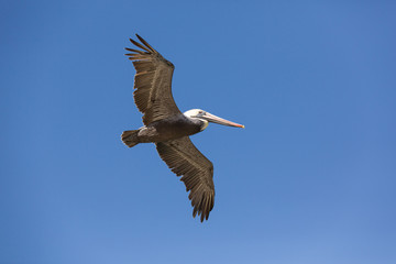 flying american pelican in front of dark blue sky