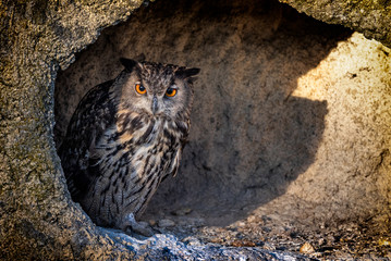 Eurasian Eagle-Owl sitting in a cave at sunset