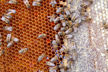 Close up view of working bees on honeycomb with sweet honey..