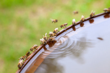 Bees drinking water in hot summer day..
