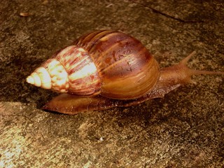 Snail slowly crawling on concrete on a rainy day