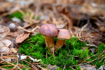 Double mushroom imleria badia commonly known as the bay bolete or boletus badius growing in pine tree forest..