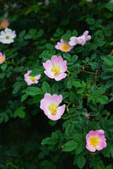 Delicate pink wild rose flowers in raindrops