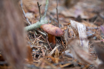 Imleria badia or Boletus badius commonly known as the bay bolete growing in pine tree forest..