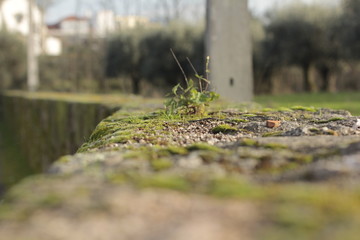 grass