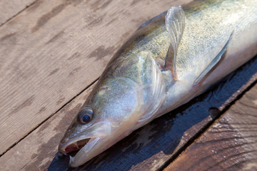 Freshwater zander on wooden background..