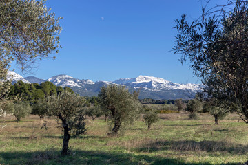 Olive grove on a background of snow-capped mountains