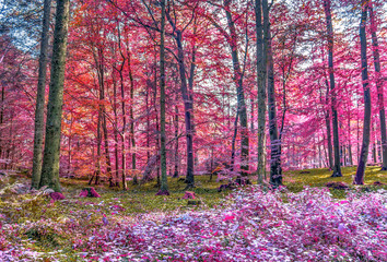 Magical infrared view into a northern european forest in summer