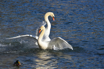 Swans Playing Together on the Blue Water.
