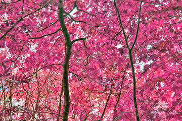 Magical infrared view into a northern european forest in summer