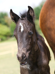 Pretty Young Foal