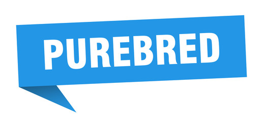 purebred speech bubble. purebred ribbon sign. purebred banner