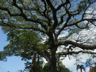 Lush tree with spreading branches, upward shot