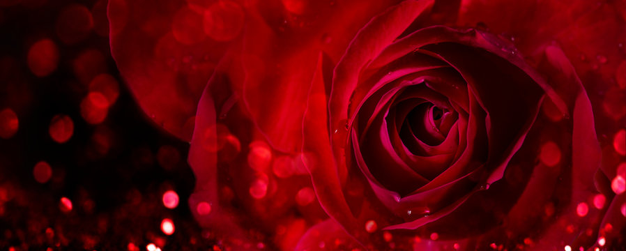 Closeup of valentine red rose on dark background. Valentine's day flower bouquet