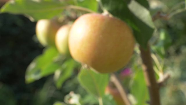 Close Up of a juicy fresh apple hangs on a small apple tree in a urban city garden