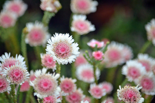 Pink and white flowers of the Australian native Albany daisy, Actinodium cunninghamii, family Myrtaceae. Endemic to south west Western Australia.