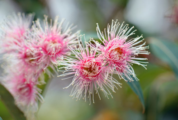 Pink and white blossoms of the Australian native Corymbia Fairy Floss, family Myrtaceae. Grafted cultivar of Corymbia ficifolia which is endemic to Western Australia 