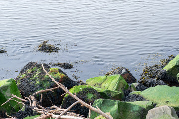 Large rocks covered with moss and seaweed with old branches towards the bottom of the image set against a calm North Sea in Sunderland, UK.
