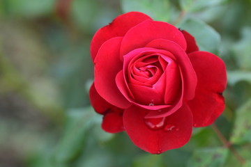 薔薇　茨城県植物園