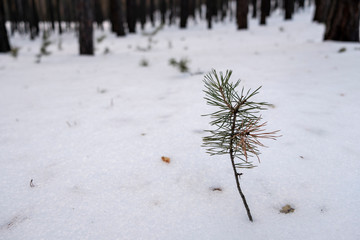 Little pine growing through the snow.