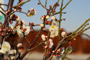 冬から春にかけて咲く日本の梅の花