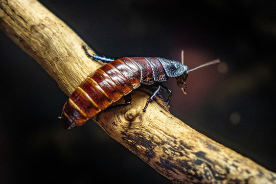 Single Madagascar Hissing Cockroach - latin Gromphadrohina portentosa - known also as Hisser natively inhabiting an island of Madagascar, in an zoological garden terrarium