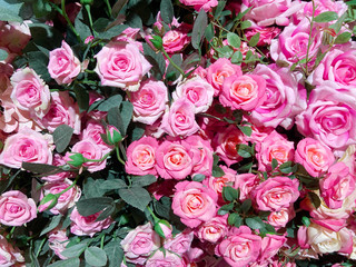 beautiful bouquet of pink roses