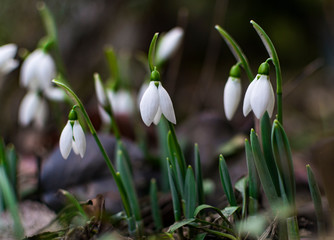 Fototapeta premium First signs of spring. Beautiful snowdrop flower in garden