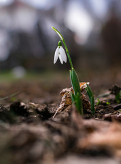 First signs of spring. Beautiful snowdrop flower in garden