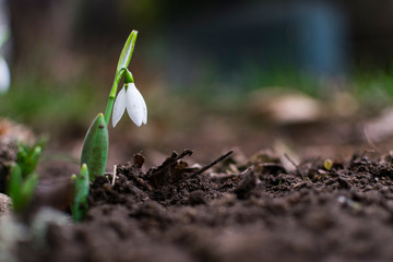 First signs of spring. Beautiful snowdrop flower in garden
