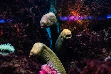 Obraz premium Nature scenry