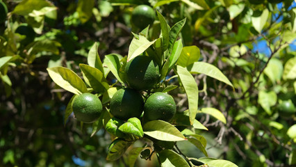 Orange trees on street of Valencia, Spain