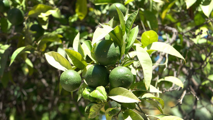 Orange trees on street of Valencia, Spain