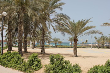 Obraz na płótnie Canvas palm trees on the beach