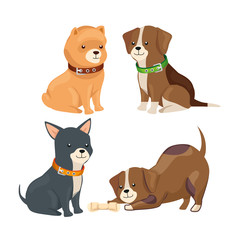 Fototapeta premium group of little dogs animals